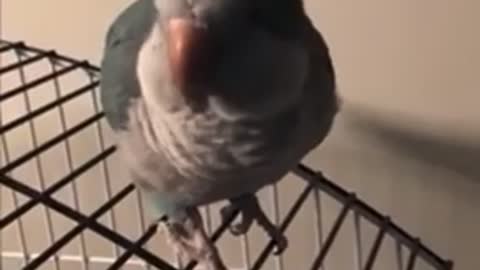Funny parrot talking to its owner