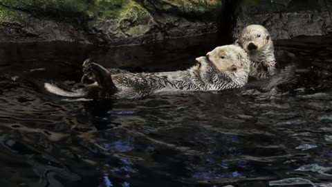 Cute Beaver Swim