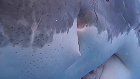 Great White Shark Bite
