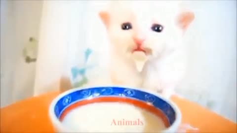 Baby cat _ Funny cat videos compilation