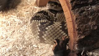 Northern Arizona blacktail rattlesnake