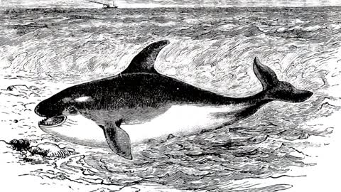 Orca facts: the Wolves of the Sea