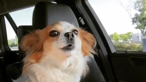 Talented Chihuahua singing along