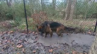 Dirty German Shepherds play in muddy water