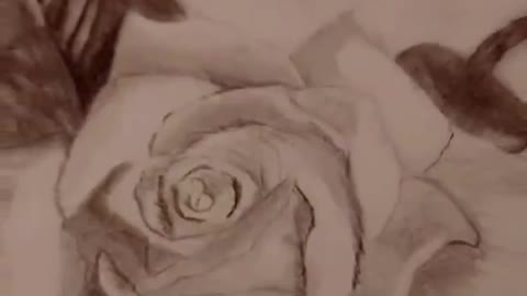 Como dibujar una rosa
