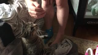 Cat pawing for owners attention.