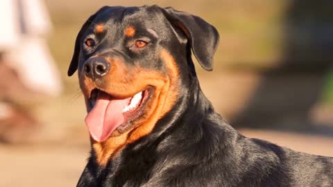 List Of The TOP 10 Most Popular Dog Breeds In The World 2020!