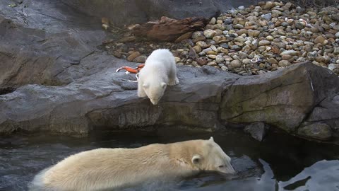 Zoo Reveals Polar Bear Cub Is Female And Seeks A Name 02