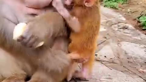 Cute Baby Monkey #