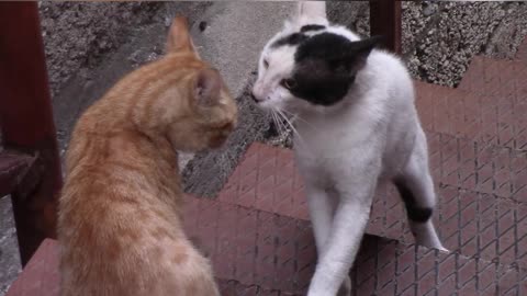 couple of cats discussing the relationship
