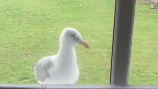 Seagull Knocks on Front Door