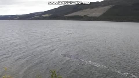 Loch Ness Monster could be most compelling evidence yet