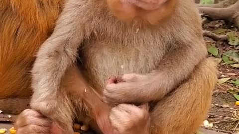 Adorable Baby Monkey You Should Skip Watching #9