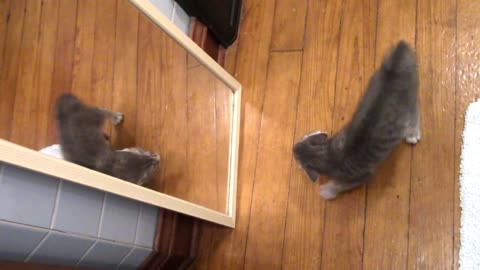 Kitten And the Mirror
