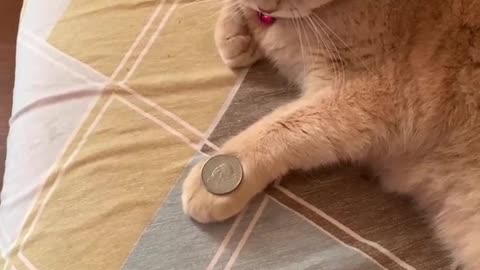 Cat with a coin