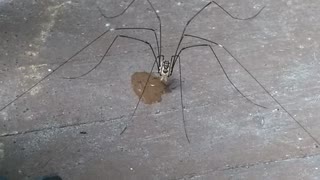 Daddy Long Legs Drinks a Droplet