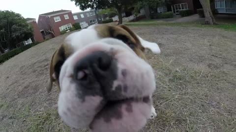 Puppy snatching GoPro results in unique found-footage