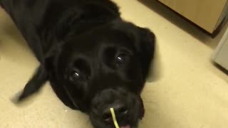 black dog is trying to get the food on his nose