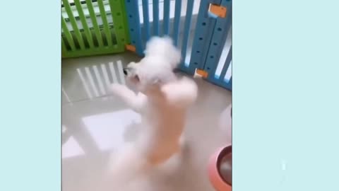 Can yoiur puppy can dance like this