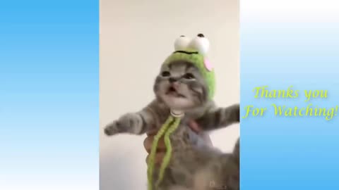 Try Not To Laug - Top Funny Cat Videos of The Weekly
