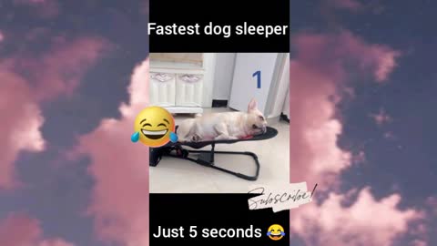 Fastest Dog Sleeper