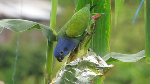 Ave Nature Parrot Green Colombia