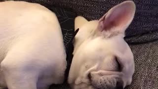 White french bulldog falls asleep falls down onto grey couch