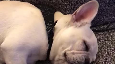 White french bulldog falls asleep falls down onto grey couch