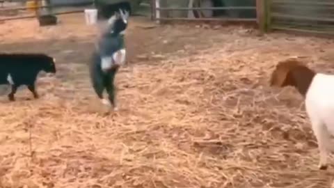 funny animals fighting