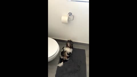 Dog playing with toilet paper