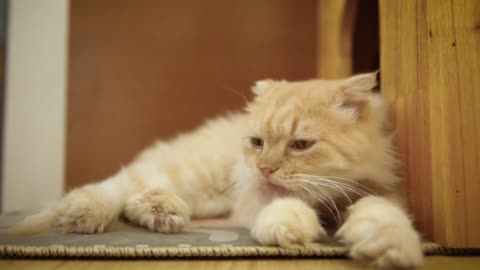 very beautiful cute cat videos
