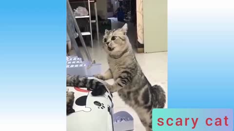 Scary cat 🙀🙀🙀
