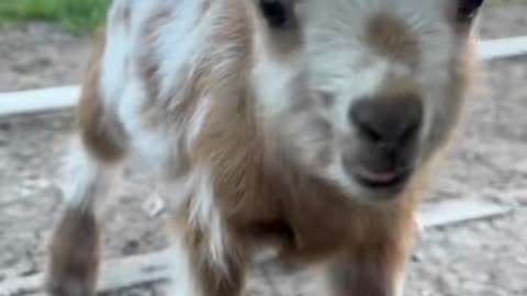 Cute Goat #babygoat #goat