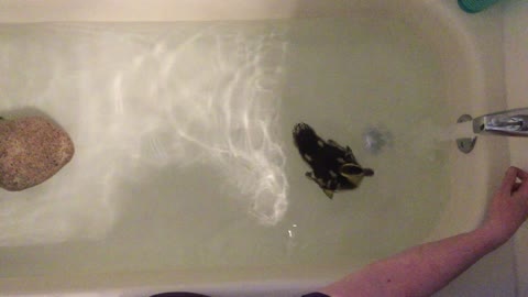 Duckling in Bathtub