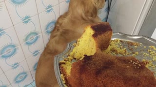 Dog Eats Cake and Faces the Shame