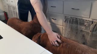 Living the golden life, the last video of Ginger