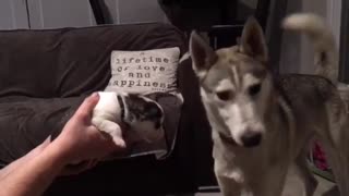 Husky Likes His New Small Pigy Friend