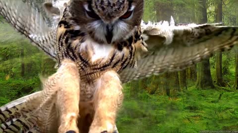 like a 3D : owl flying to camera lens