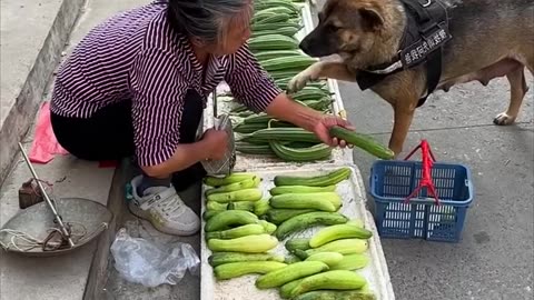 High IQ dog helps owner to buy food🥒 Smart dog - SMARTS Dog moment 2024