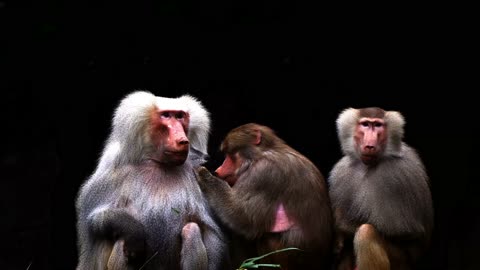 three Baboons are a genus of cynocephalic monkeys
