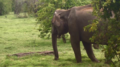Elephant Moving His Climber On Ground Eating Grass