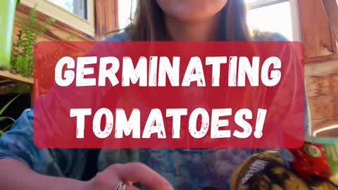 Germinating tomatoes