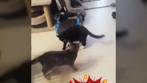 Epic Cat Showdown