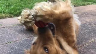 Golden Retriever Has Skills