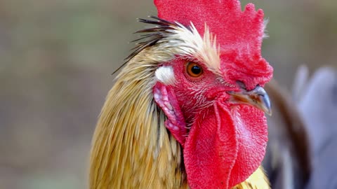the rooster with its two beards of flesh