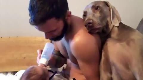 If You Still Haven’t Decided to Get a Dog, Watch This - Funny Dog and Human Videos