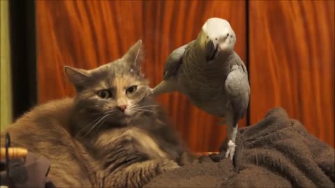 parrot annoys cat ...My african grey really likes my cat!