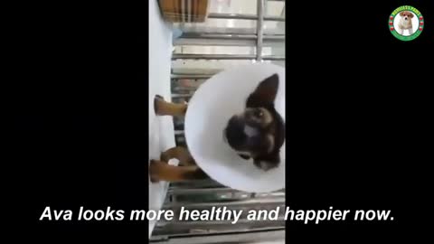 Miserable Disable Poor Puppy Gets a Chance for a New Life..