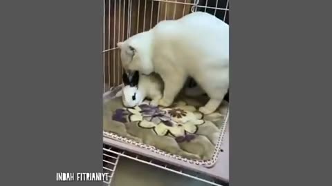 Cute Cat Antics: Funny Times with Our Best Friend
