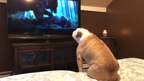 Bulldog Has Incredible Reaction To Leo Bear Scene